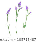 Set of 3 purple statice flowers 105715487