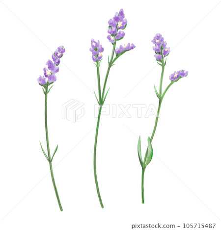 3 件套紫色靜態花 3 件套紫色靜態花 105715487