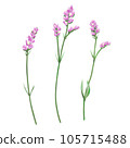 Set of 3 pink statice flowers 105715488