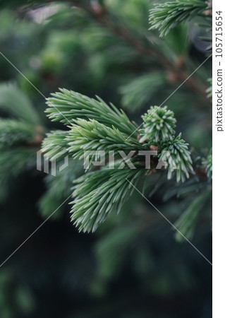 A branch of a fir tree in the park in close-up. 105715654