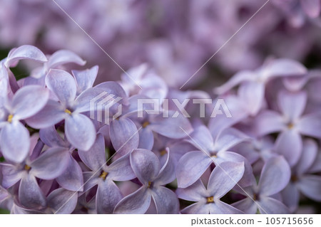 beautiful lilac branches close-up. Background. 105715656