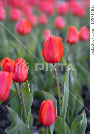 Red tulips on a street flower bed. Red tulips on a street flower bed. 105715683