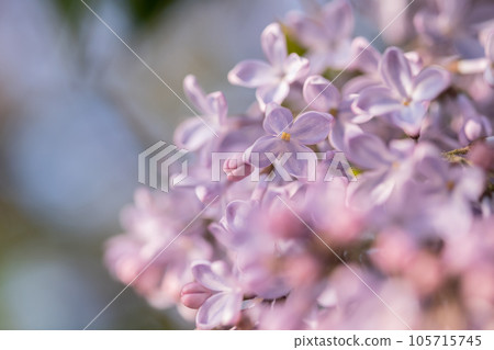 beautiful lilac branches close-up. Background. 105715745
