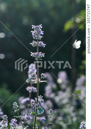Blooming purple basil flowers with a butterfly on the background. Blooming purple basil flowers with a butterfly on the background. 105715747