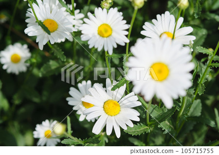 Natural background with a daisy flower close-up in nature. 105715755