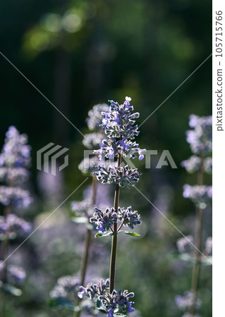 Blooming purple basil flowers in natural conditions in nature. 105715766