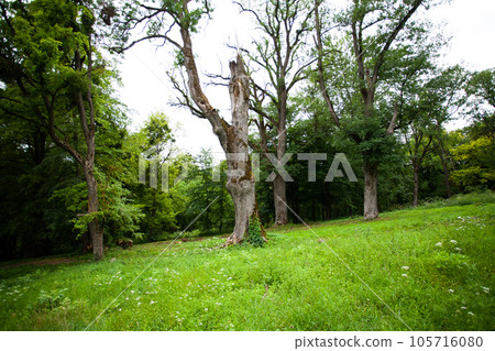 Summer in forest. Summer in forest. 105716080