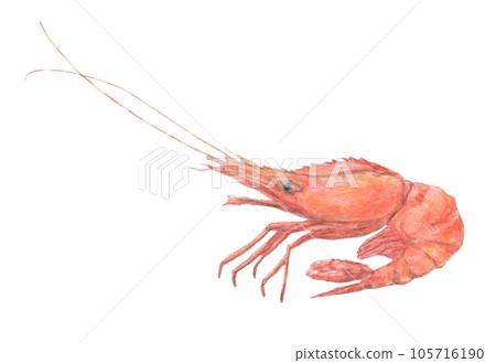 蝦(富山蝦)水彩鉛筆插圖 蝦(富山蝦)水彩鉛筆插圖 105716190