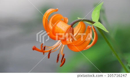 富士山 高山植物 虎百合 105716247