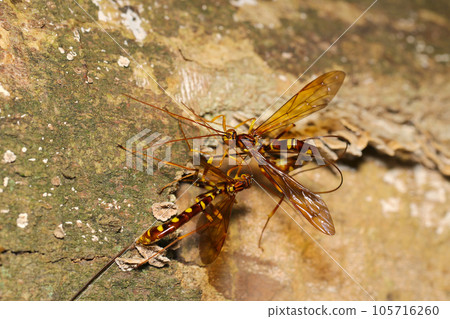 Two paper wasps (females) stabbing their ovipositors into a tree trunk (natural light + strobe/macro photography) Two paper wasps (females) stabbing their ovipositors into a tree trunk (natural light + strobe/macro photography) 105716260