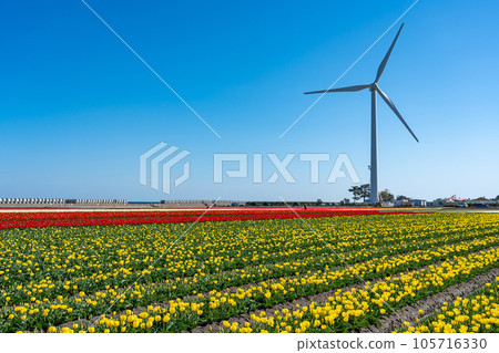 富山縣入前町入前花路2023的鬱金香和風車 富山縣入前町入前花路2023的鬱金香和風車 105716330