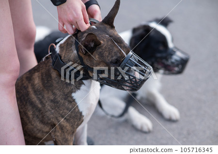 The owner puts a muzzle on a bull terrier dog on a walk outdoors. 105716345