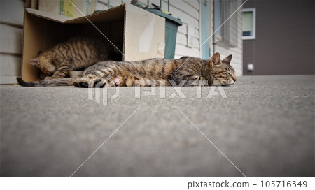 流浪貓媽媽在小貓吃飯時打瞌睡 105716349