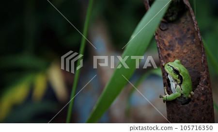 A tree frog looking out through a hole in a rusty iron pipe 105716350