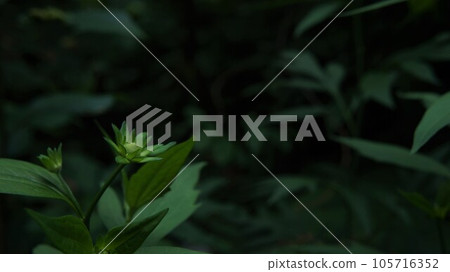 即將綻放的黑眼蜥蜴的花蕾 即將綻放的黑眼蜥蜴的花蕾 105716352