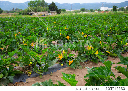 Zucchini plants carefully growing in the garden Zucchini plants carefully growing in the garden 105716380