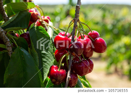 Ripe red cherries on trees 105716555