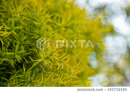 Flax-leaved Paperbark is a Melaleuca tree species with fragrant leaves 105716585