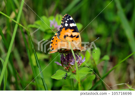 A pink butterfly sucking nectar from a red clover flower (natural light + strobe/macro photography) A pink butterfly sucking nectar from a red clover flower (natural light + strobe/macro photography) 105716696