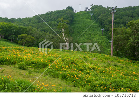 夏季,高原滑雪勝地盛開的黃花百合花 夏季,高原滑雪勝地盛開的黃花百合花 105716718