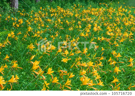 高原上盛開的黃花菜 高原上盛開的黃花菜 105716720