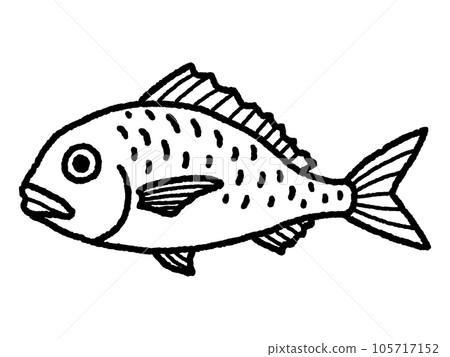 海鯛,鯛魚,魚,線描 海鯛,鯛魚,魚,線描 105717152