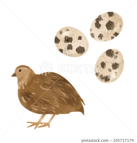 Watercolor style illustration of quail and quail eggs 105717174