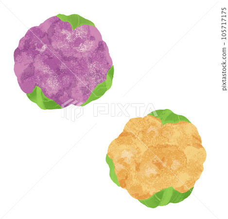 紫色花椰菜和橙色花椰菜的水彩插圖 105717175