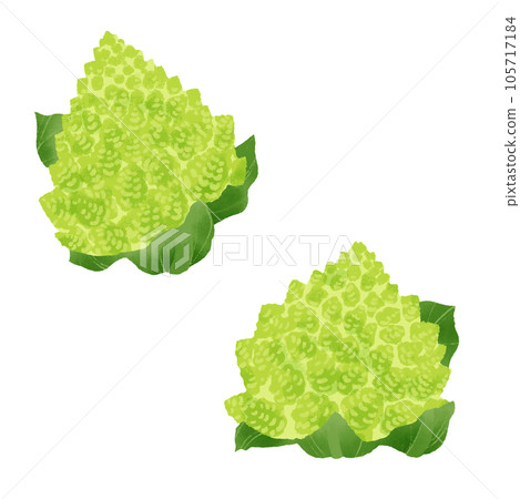 Watercolor illustration of romanesco (cauliflower) Watercolor illustration of romanesco (cauliflower) 105717184