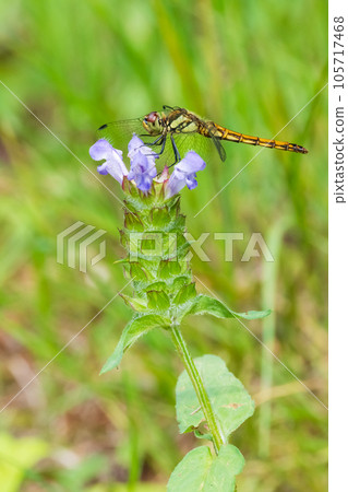 A red kane perched on a moray eel A red kane perched on a moray eel 105717468