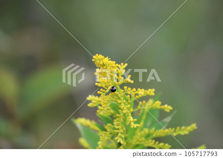 A ladybird perched on a goldenrod A ladybird perched on a goldenrod 105717793