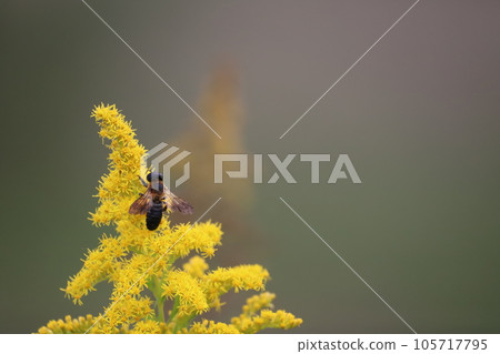 A bee perched on a goldenrod flower A bee perched on a goldenrod flower 105717795