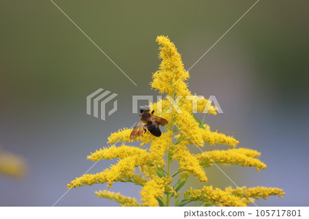 A bee perched on a goldenrod flower A bee perched on a goldenrod flower 105717801
