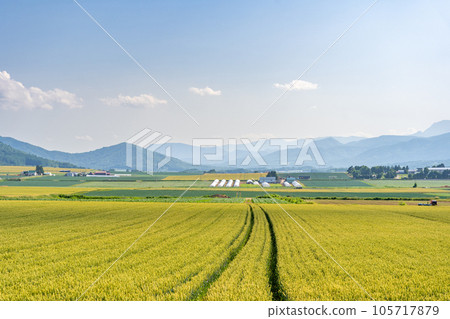 北海道富良野田園風光丘陵 105717879