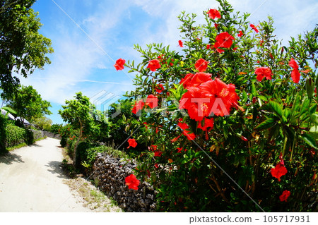 Scenery of Taketomijima Scenery of Taketomijima 105717931