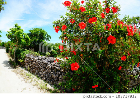 竹富島的風景 105717932