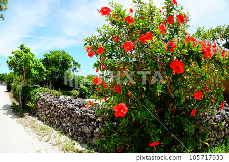 竹富島的風景 105717933