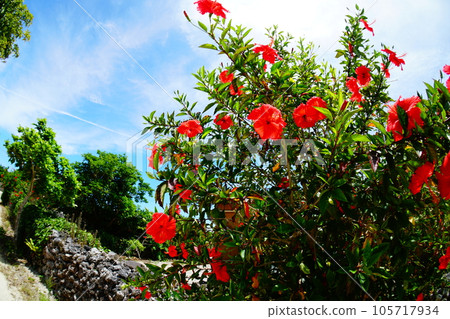 竹富島的風景 105717934