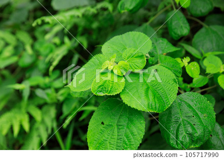 Green behmeria nivea in spring forest,China Green behmeria nivea in spring forest,China 105717990
