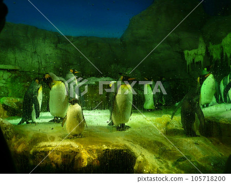 國王企鵝 105718200