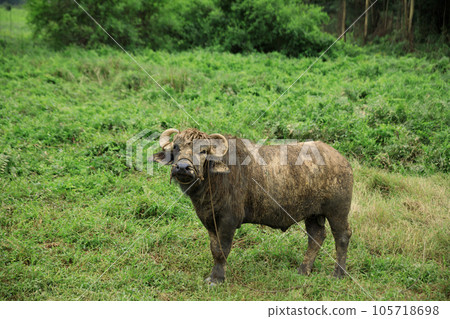 Buffalo eating grass in the spring nature 105718698