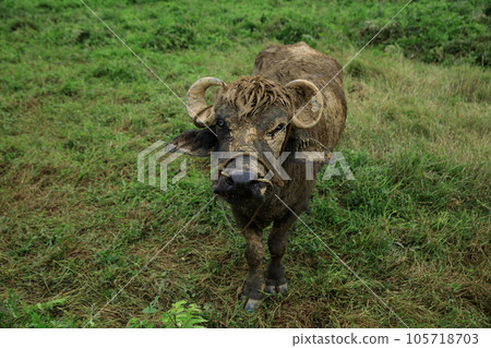 Buffalo eating grass in the spring nature 105718703