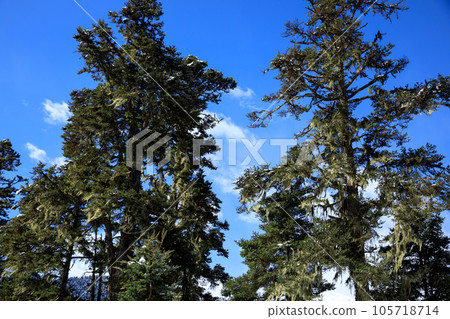 Aerial view of beautiful high altitude forest mountain landscape in tibet,China 105718714