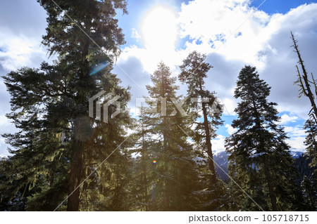 Aerial view of beautiful high altitude forest mountain landscape in tibet,China 105718715
