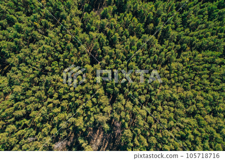 Aerial view of forest tree tops top view. Drone shot over spruce conifer treetops in summer spring autumn trees, nature background landscape Birds eye view in morning bright sunlight Aerial view of forest tree tops top view. Drone shot over spruce conifer treetops in summer spring autumn trees, nature background landscape Birds eye view in morning bright sunlight 105718716