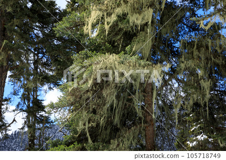 Aerial view of beautiful high altitude forest mountain landscape in tibet,China Aerial view of beautiful high altitude forest mountain landscape in tibet,China 105718749