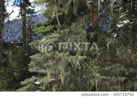 Aerial view of beautiful high altitude forest mountain landscape in tibet,China 105718750