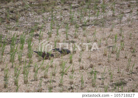 A Turtle Dove looking for food in a rice field 105718827