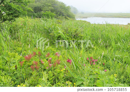 夏天的屋島濕地，高山植物盛開 105718855