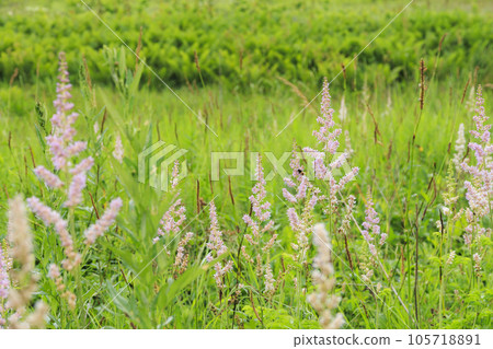 Summer Yashima Marsh with alpine plants in full bloom Summer Yashima Marsh with alpine plants in full bloom 105718891
